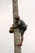 Kokosnüsse pflücken ohne Sicherung
